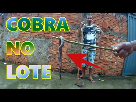 COBRA NO LOTE AINDA BEM QUE NÃO SOLTEI OS CÃES LÁ