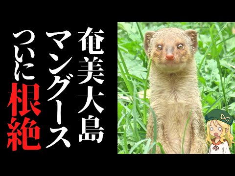 【世界初】歴史的偉業！奄美大島マングースがついに根絶！【解説】