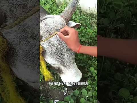 The rope is stuck on the head of this cow #sort #animals #sorts #sortvideo #youtubeshorts