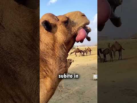 Cosa c'è che non va in questo cammello