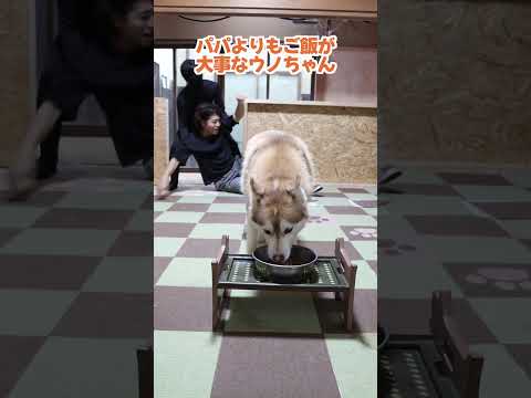 食事中にパパが襲われた時のシベリアンハスキーがこちら…#shorts