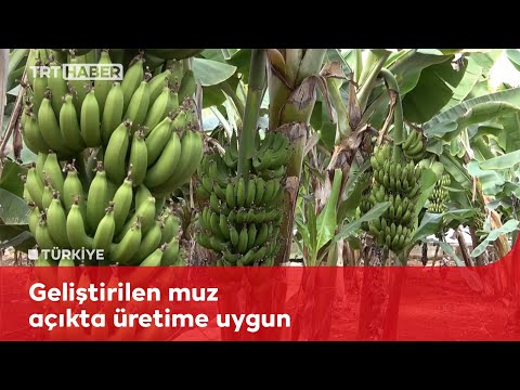 Yeni muz çeşidi geliştirildi