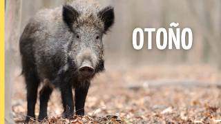 Otoño Salvaje | Documental Impresionante de Vida Silvestre y Supervivencia | Episodio Completo