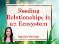 Ecosystem Roles and Food Chains