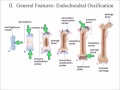 Bone Growth and Ossification Concepts