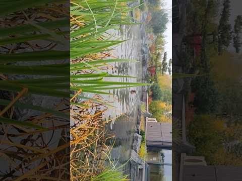 Идеальный ПРУД и наслаждение купанием #природа #пруд #купание #красота #отдых