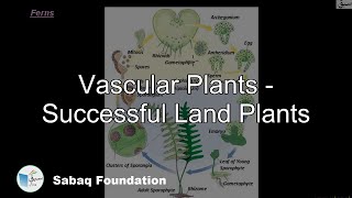 Vascular Plants - Successful Land Plants