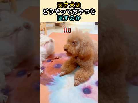 天才犬はどうやっておやつを隠すのか? #プードル #かわいい動物