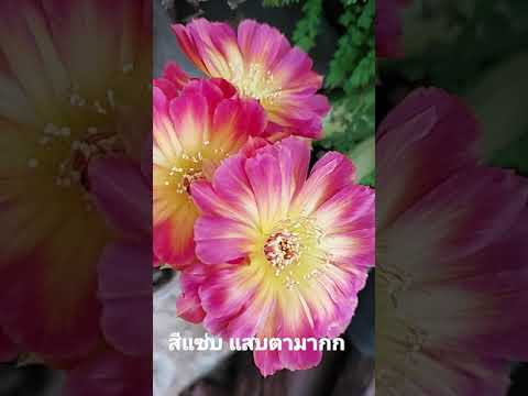 #Shorts|Cactus flower|LobiviaCactus|ดอกแคคตัส|แนะนำโลบิเวียแคคตัสน่าสะสม|Mom1010_garden