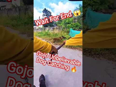 Gojo Unbelievable Dog Catching #dog #dogwithpublicsafety #city #ytviral #gojo
