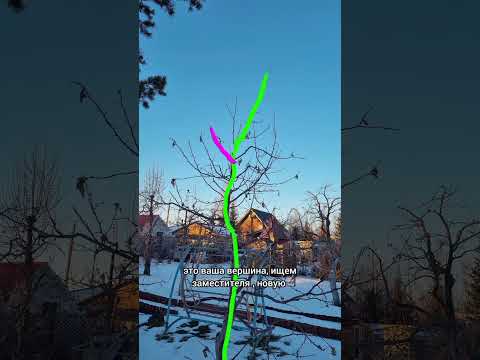 Как грамотно снизить высоту дерева? #сад #дача #огород #газон