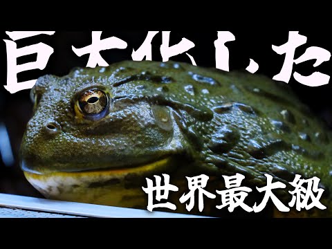 巨大になるカエルを飼育して8ヶ月後・・・