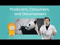 Exploring Ecosystem Roles: Producers, Consumers, and Decomposers
