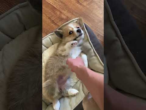 #shortsvideo #shortvideo #corgi #puppy #funny #корги #short #shorts