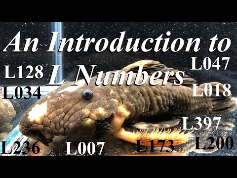 A Pleco Biologists Introduction to the L number Sy A quick introduction to the L number system to identifying and classifying plecos, plecostomus truly