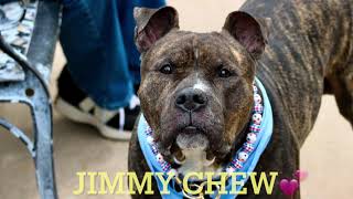 NEEDS EMERGENCY PLACEMENT/JIMMY CHEW 252994/TAKING IT EASY/NYCACC/SIACC/NH RESCUE NEEDED