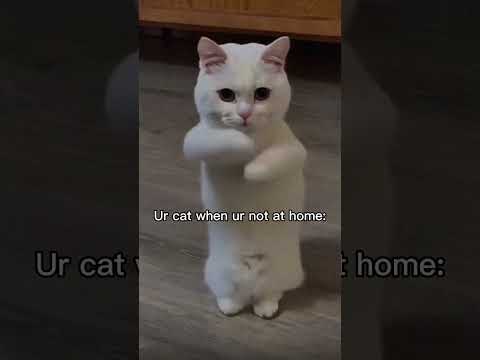 #subscribe #funnymemes #vikram