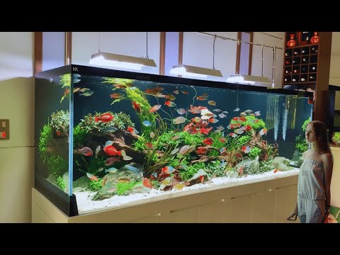 Dive into the Mesmerizing Rainbow Fish Tank - Radiant Aquatic Beauty