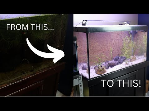 Complete Overhaul Of My Aquariums (How To Reset An It has been a long time since I have posted on the channel but in the background I have had aquarium