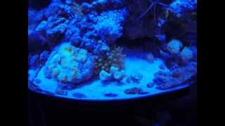 Time lapse: Green Bubble-tip Anemone moving in my