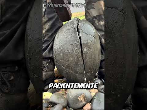 ¡Estuvo atrapado allí durante 1 millón de años!🤩 (@yorkshirefossils)