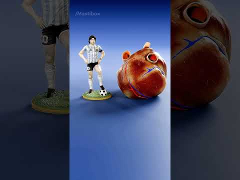 Human Heart vs Lion Heart