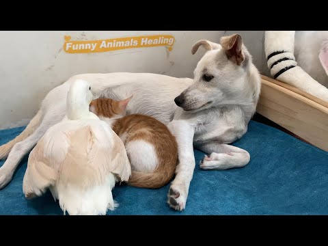 So funny! The cat gave custody of the kittens to the puppy, and the duck's reaction was so funny!