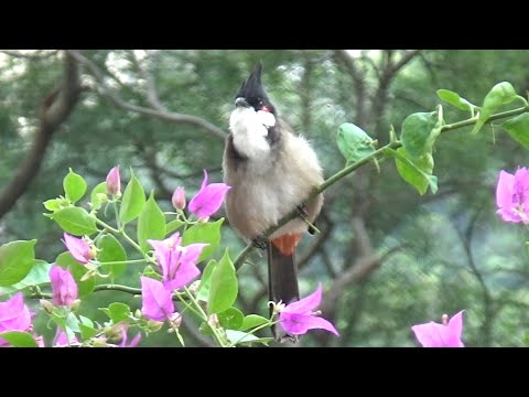 紅耳鵯在花朵間唱歌和吃葉子 Red-whiskered bulbul sings among the flowers and eat leaves #bird #birding #wildlife
