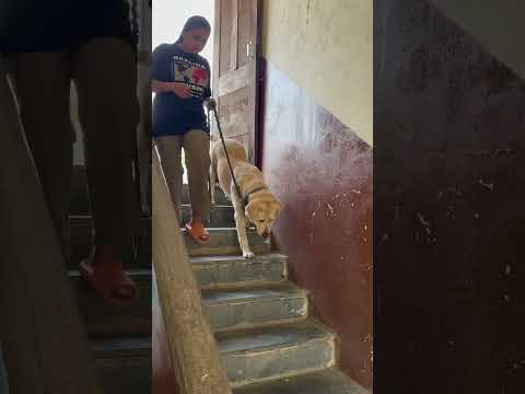 Cutie gieni ko chal toh dekho 🤩🤩#shortsviral #dog #labrador