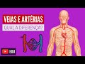 Características e Funções das Artérias e Veias