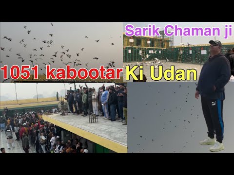 Sarik Chaman bidi vale ki 1051 kabootar ki udane 🕊️🏆