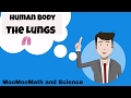 Understanding the Lungs and Respiratory System
