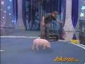 animal planet-pig performance