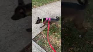 Morning walks