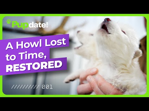 The First Dire Wolf Howl in Over 10,000 Years