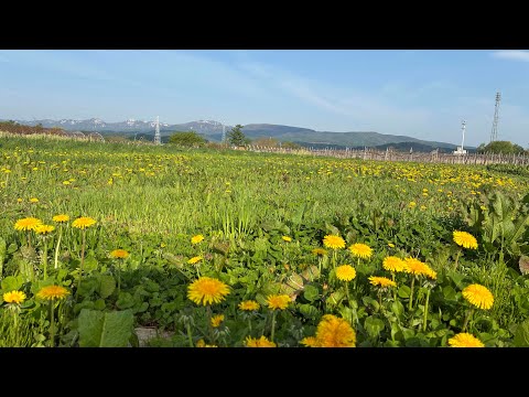 川に水が来たので、いちごを定植した話