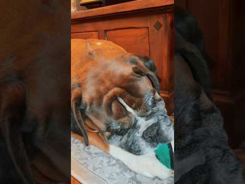 When the Boxer Growls: Serious or Silly? 🐶🔥