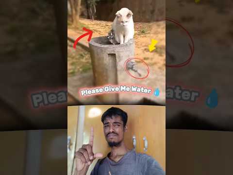 Oh thanks for giving him water ๐ฅบ๐คโคโ๐ฉน#viral #youtubeshorts #poor #poorcat #reaction #cat #kitten