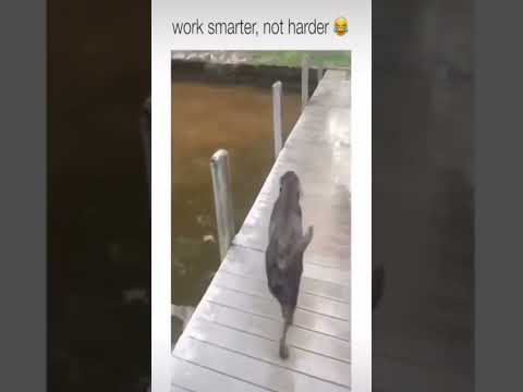 Posting funny dogs comp until i get 100k subs #dogs #pets #funny