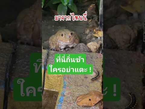 ช็อตนี้คาตา !! เก็บไปฝันเลย 😅 #สัตว์โลกน่ารัก #animals #animal