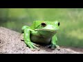 Amazon Rainforest Habitat and Climate
