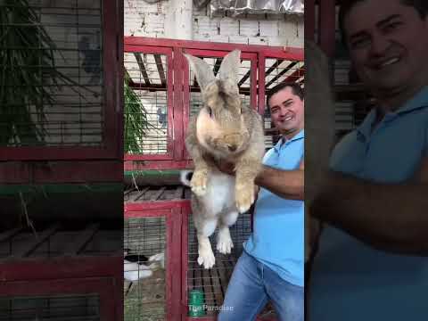 These giant rabbits are real
