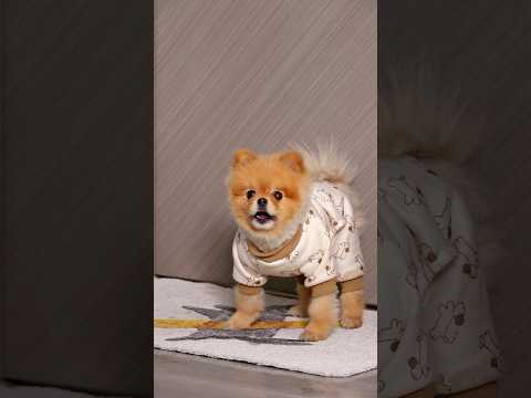 When your dog is too fat???#funnyvideo #dog #cococutiepom
