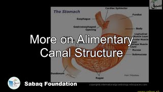 More on Alimentary Canal Structure