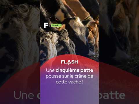 Une vache sort avec une patte sur la tête !