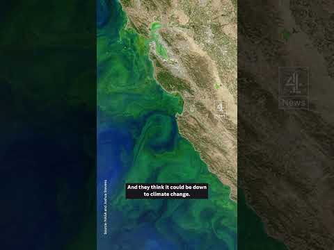 Why are the oceans turning green?