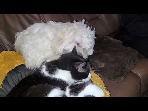 Wacik i Paluch Pies i Kot