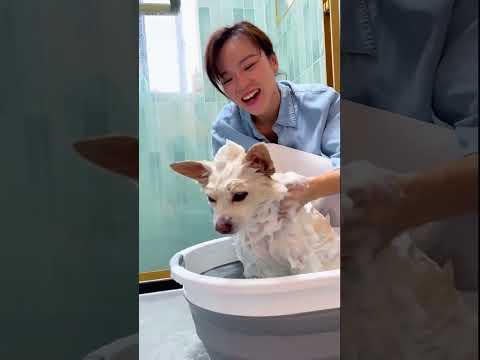 Jackie and Jackie’s mommy have got a new dog.🥰 #shorts #youtubeshorts #viralshorts