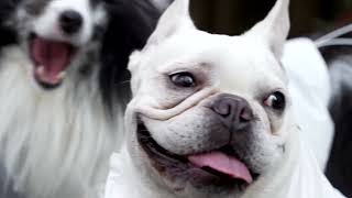 YouTube video thumbnail: As Japan Swelters, pet Owners Turn to fan-Powered Cooling Suits