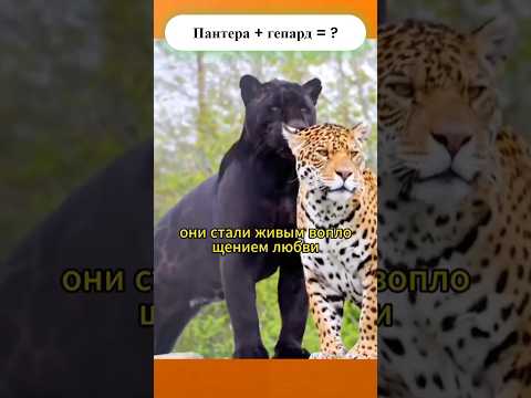 Редчайшие детёныши на планете: союз пантеры и гепарда